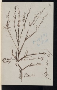 Darwin's primate tree sketch